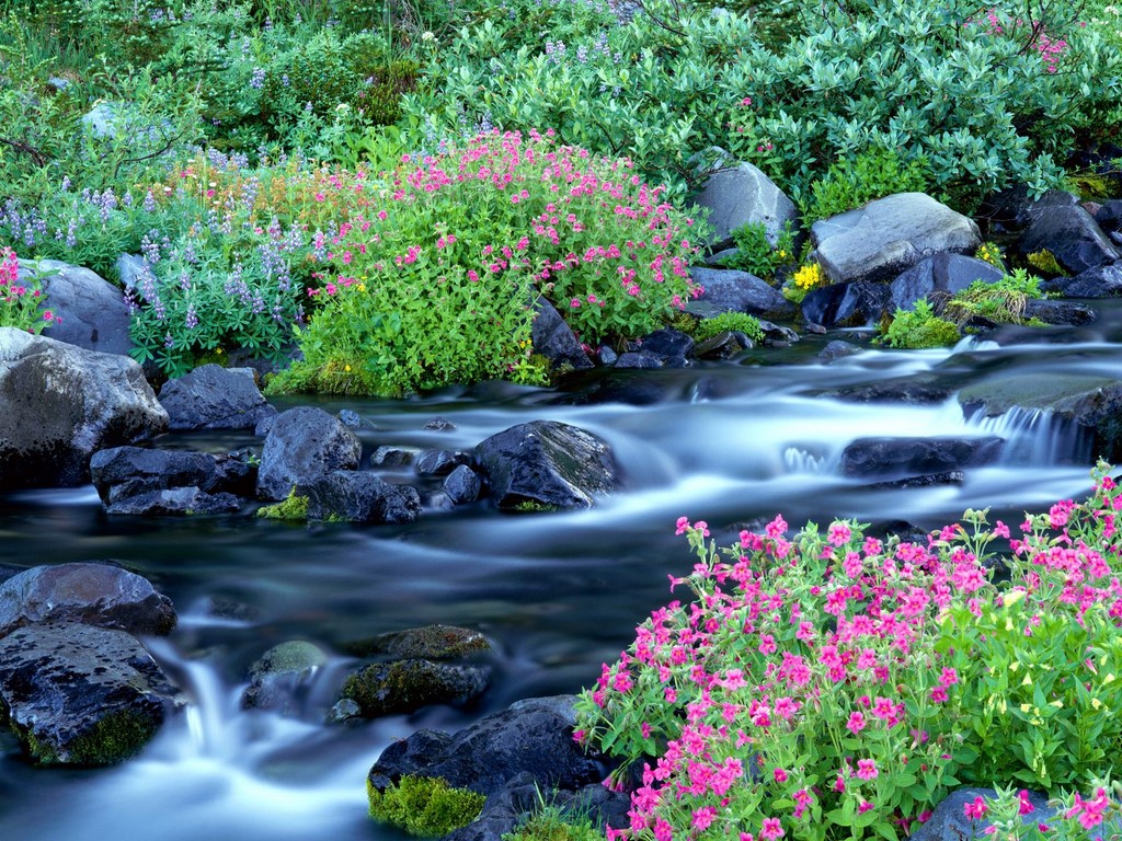http://pranayuli.files.wordpress.com/2010/08/paradise_river_surrounded_by_spring_flowers_mt-_rainier_national_park_washington.jpg
